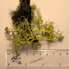 Brown-eyed Wolf Lichen thumbnail 3