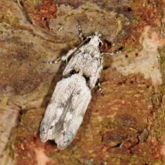 White Stripe-backed Moth thumbnail 1