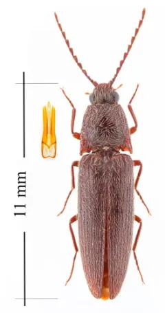 Melanotus hyslopi thumbnail 2