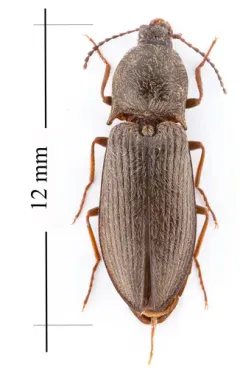 Plowing Click Beetle thumbnail 2