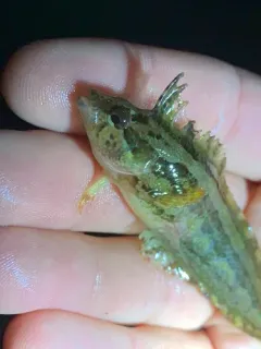 Striped Kelpfish thumbnail 3