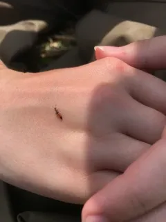 Shore Rove Beetle thumbnail 4