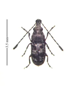 Allandrus bifasciatus thumbnail 3
