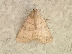 Pronoctua typica thumbnail 2
