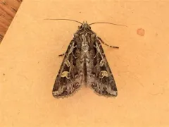 Euxoa perexcellens thumbnail 3
