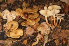 Hypomyces succineus thumbnail 2