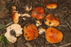 Hygrophorus subsalmonius thumbnail 1