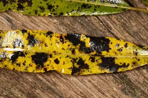 Drepanopeziza sphaerioides