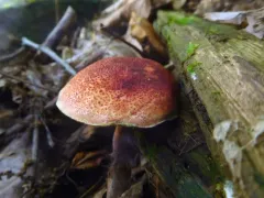 Boletus fraternus thumbnail 1