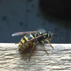 American Yellowjacket thumbnail 4