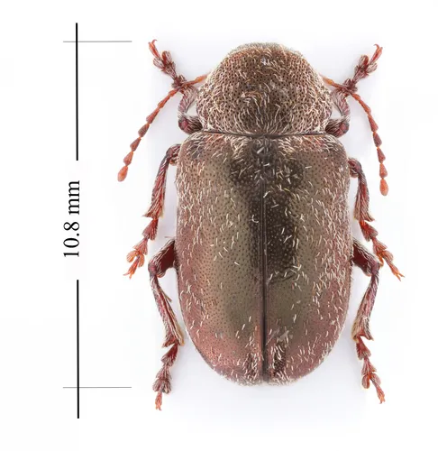 Glyptoscelis pubescens