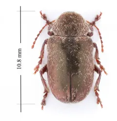 Glyptoscelis pubescens thumbnail 1