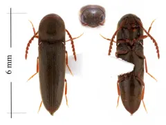 Dirrhagofarsus modestus thumbnail 2
