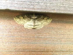 Hazel Zale Moth thumbnail 2