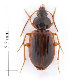 Olisthopus parmatus thumbnail 3