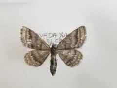 Scopula cajanderi thumbnail 2