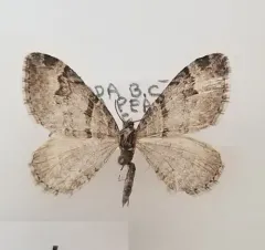 Northern Carpet thumbnail 3