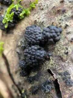 Wood Mulberry thumbnail 2
