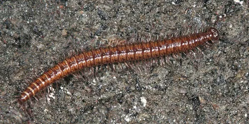 Conotyla blakei