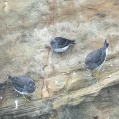 Rock Sandpiper thumbnail 3