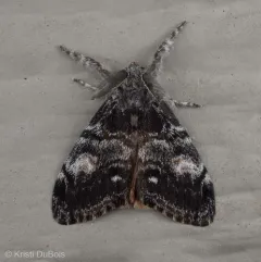 Douglas-fir tussock moth thumbnail 2
