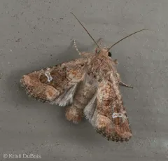 Brown Arches Moth thumbnail 3