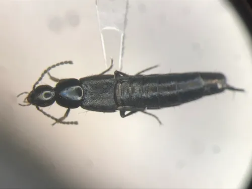 Philonthus cognatus