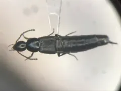 Philonthus cognatus thumbnail 1