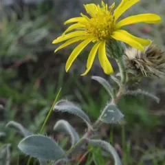 Hispid goldenaster thumbnail 4