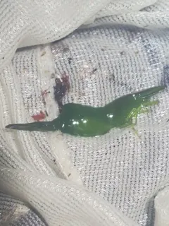 Smalleye Coastal Shrimp thumbnail 2