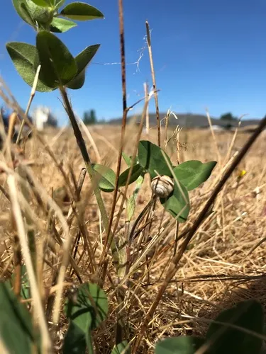 Vineyard Snail