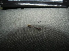 Blytt's Leafy Moss thumbnail 3