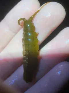 Seaweed Isopod thumbnail 2