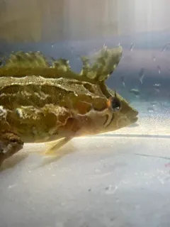 Striped Kelpfish thumbnail 4