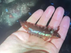 Crevice Kelpfish thumbnail 2