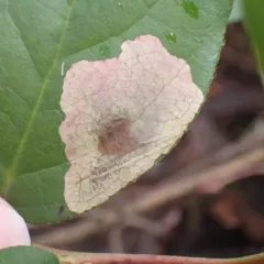 gaultheria leafminer moth thumbnail 1