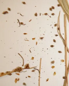 Mackenzie's sedge thumbnail 3