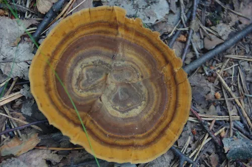 Brown Funnel Polypore