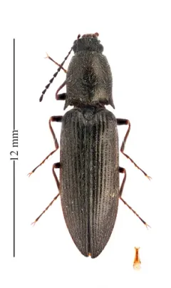 Mendax Click Beetle thumbnail 2