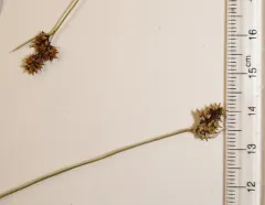 closed-headed sedge thumbnail 4