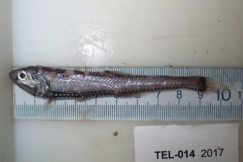 Renamed Lightfish