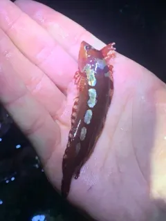 Crevice Kelpfish thumbnail 3
