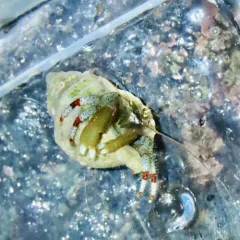 Bering Hermit Crab thumbnail 2