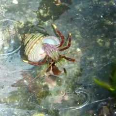 Maroon Hermit Crab thumbnail 1