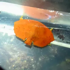 Umbrella Crab thumbnail 4