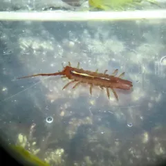 Pentidotea montereyensis thumbnail 2