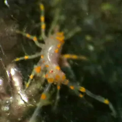 Nudibranch-mimicking Amphipod thumbnail 2