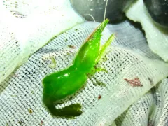 Smalleye Coastal Shrimp thumbnail 4