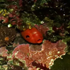 Shiny Red Sea Squirt thumbnail 3