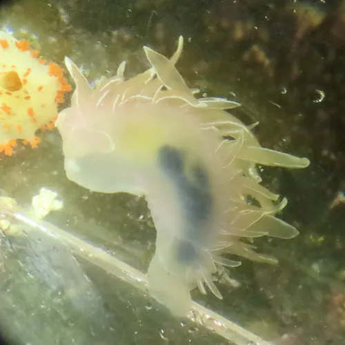 White-lined Dirona